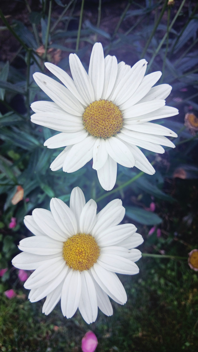Big daisy flower petals