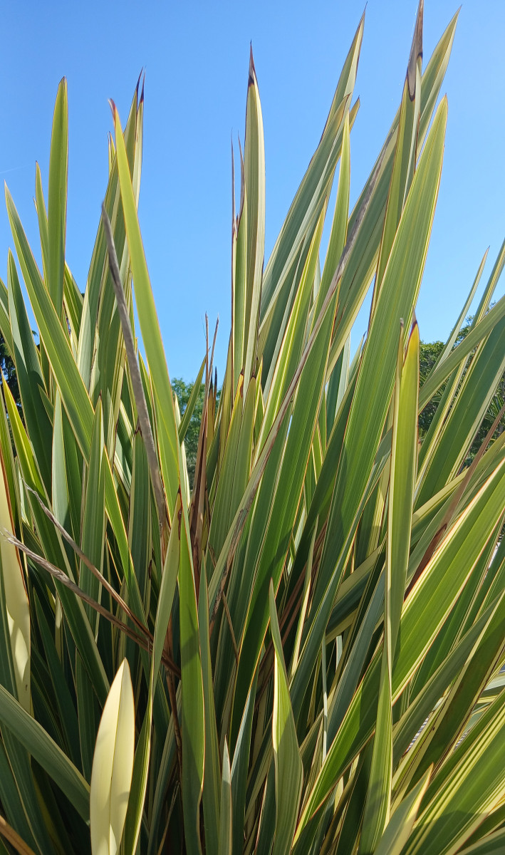 Summer vibe plants