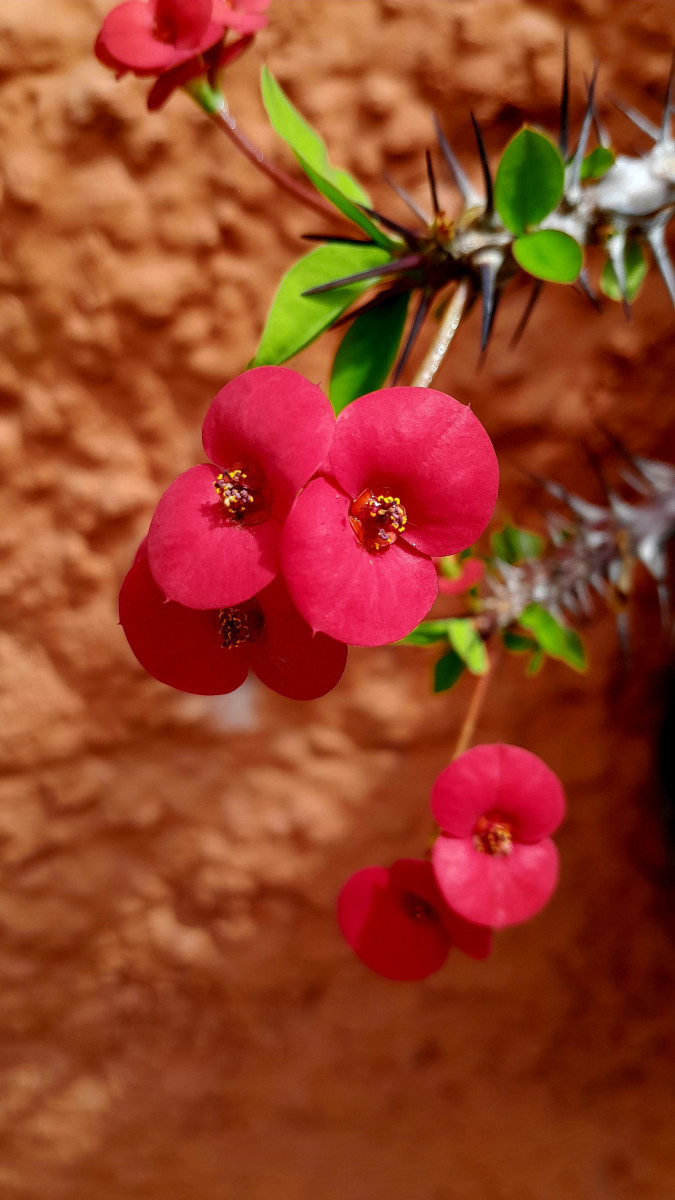 Red small flowers petals