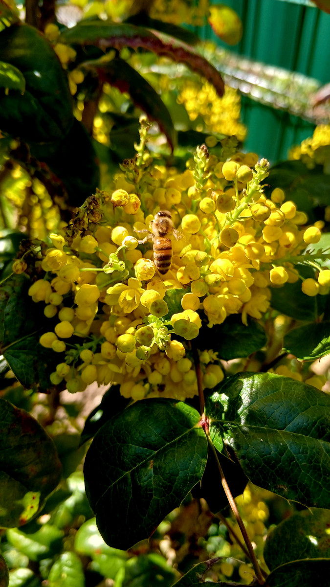 Bee on Yellow flower macro photography