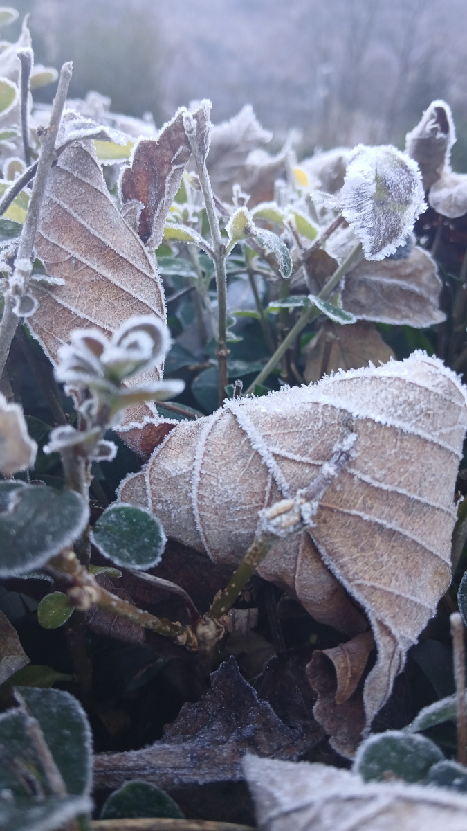 Frozen leaves macro photography