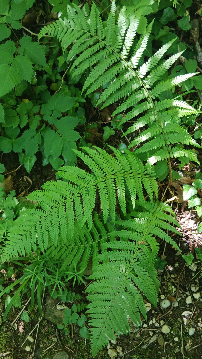 Green fern