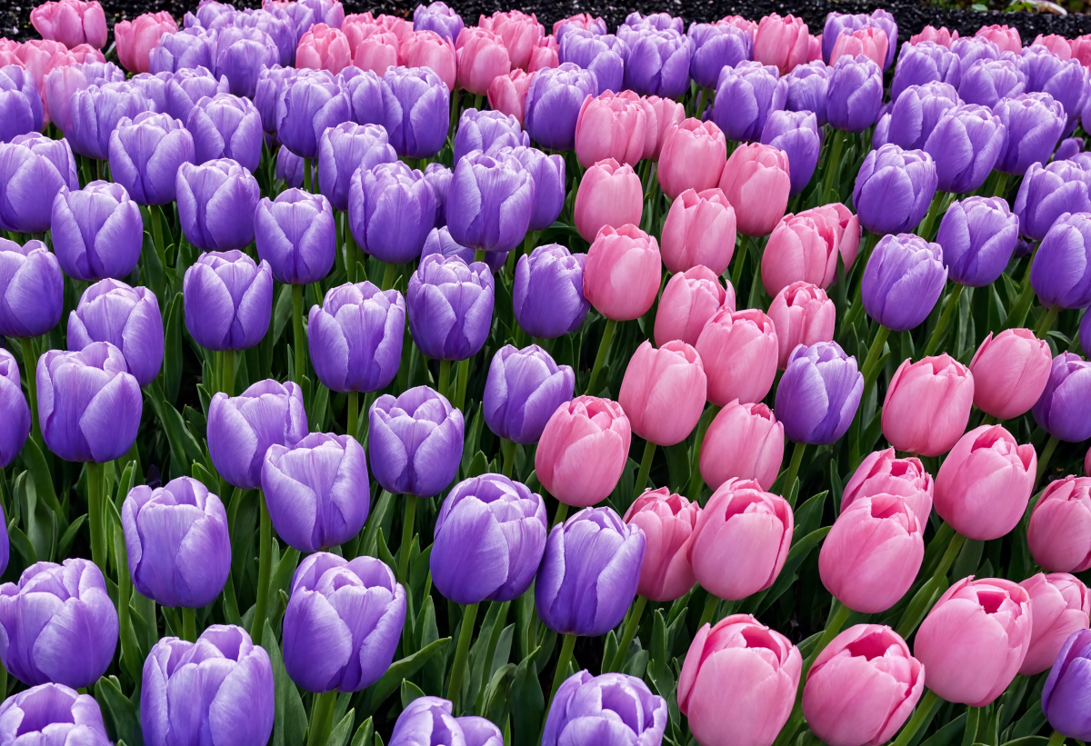 Purple Pink Tulips