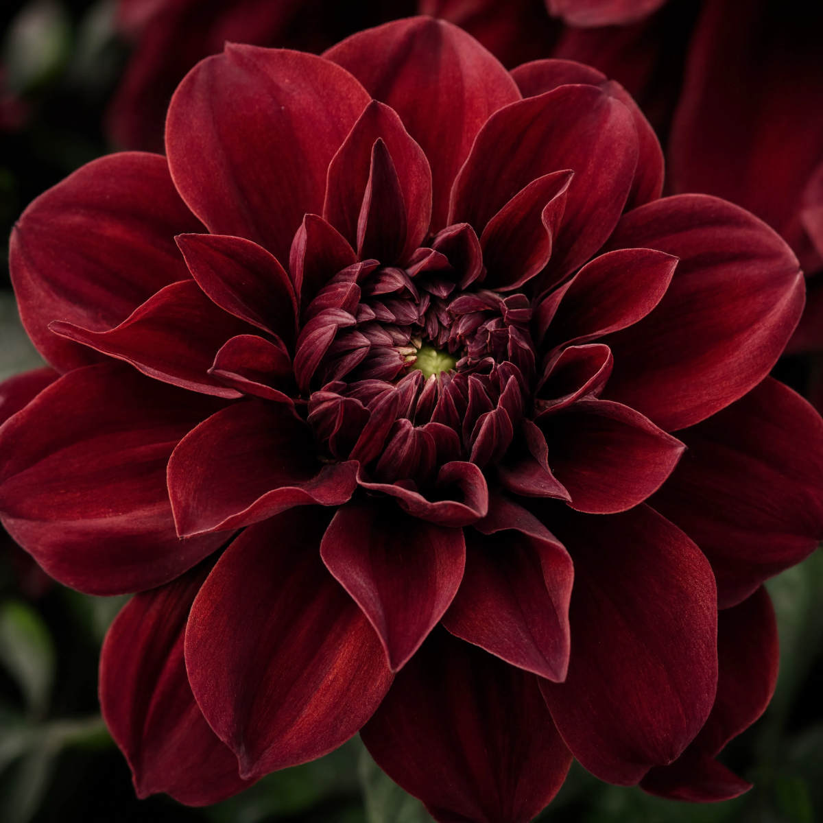 Dark Red Dahlia Close Up