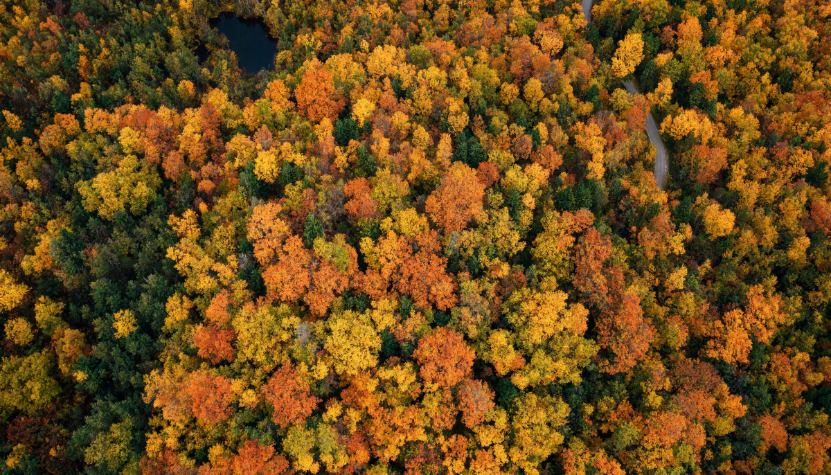 Aerial autumn forest