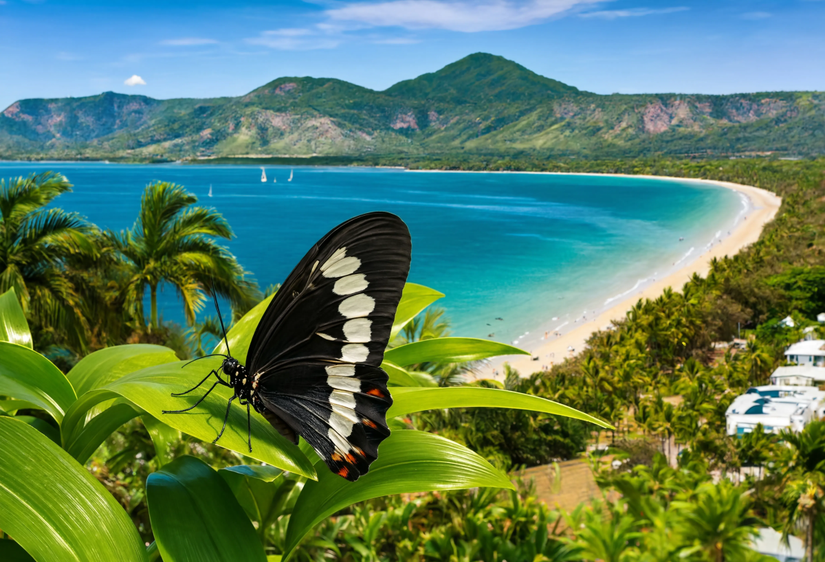 Butterfly On Leaves
