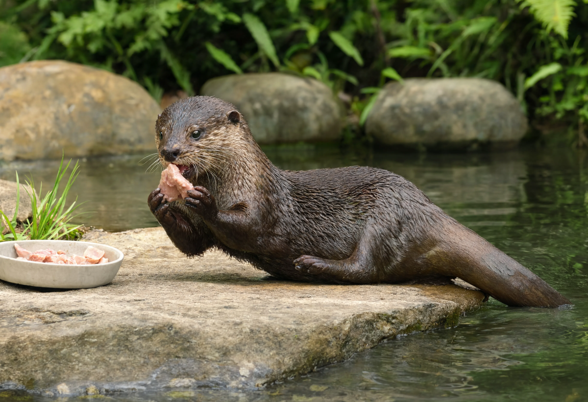 Small Clawed Otter