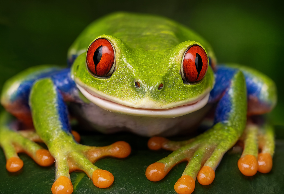 Red Eyed Tree Frog