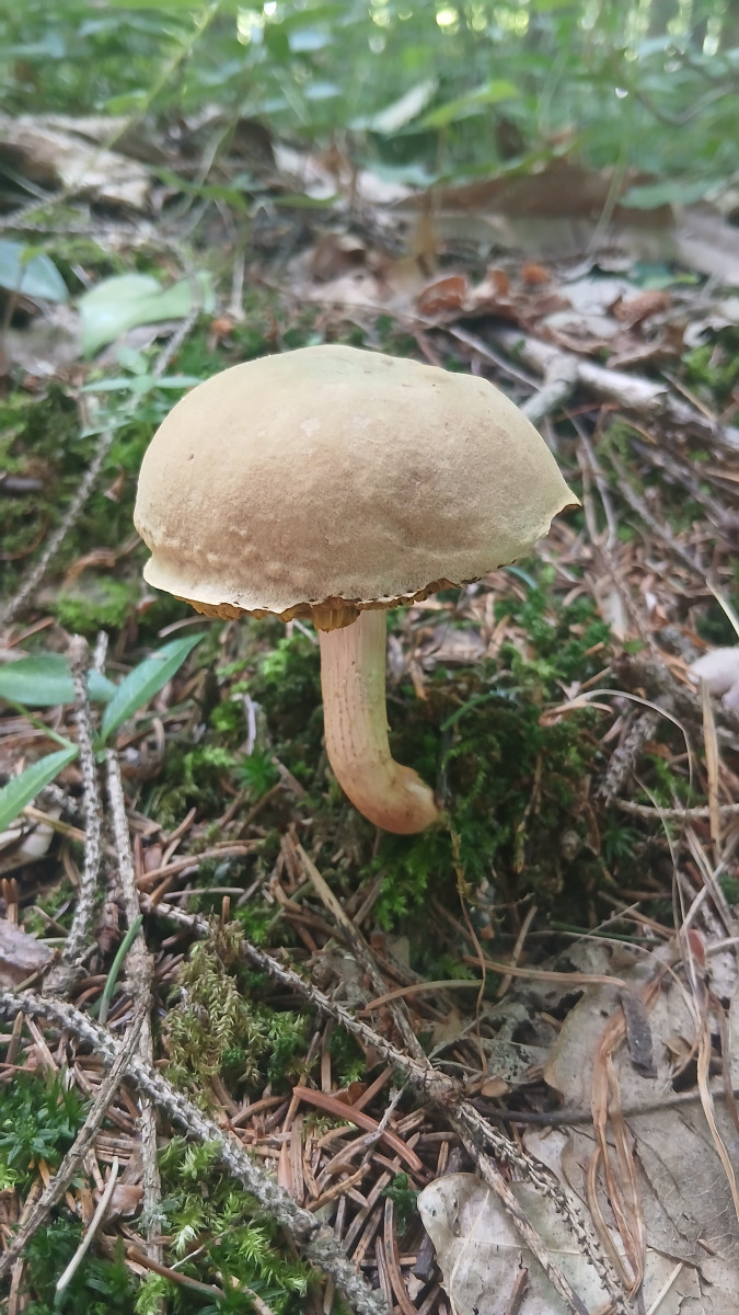 White mushroom at forest near Waterfall Šum