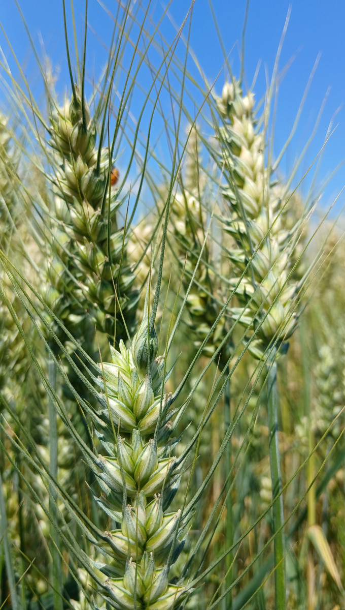 Golden crops