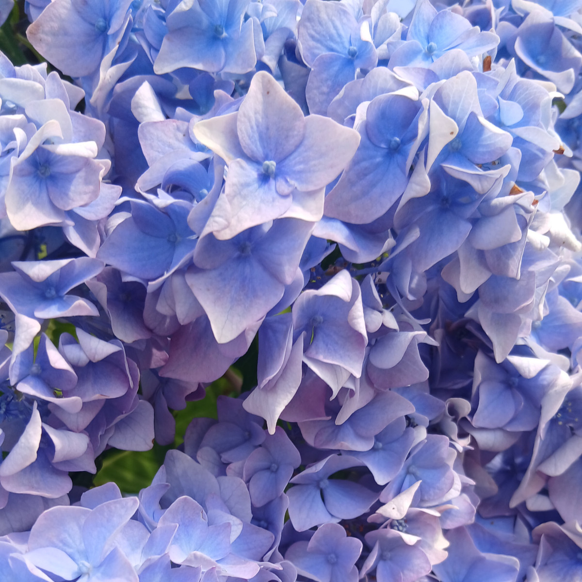 Hydrangea flower