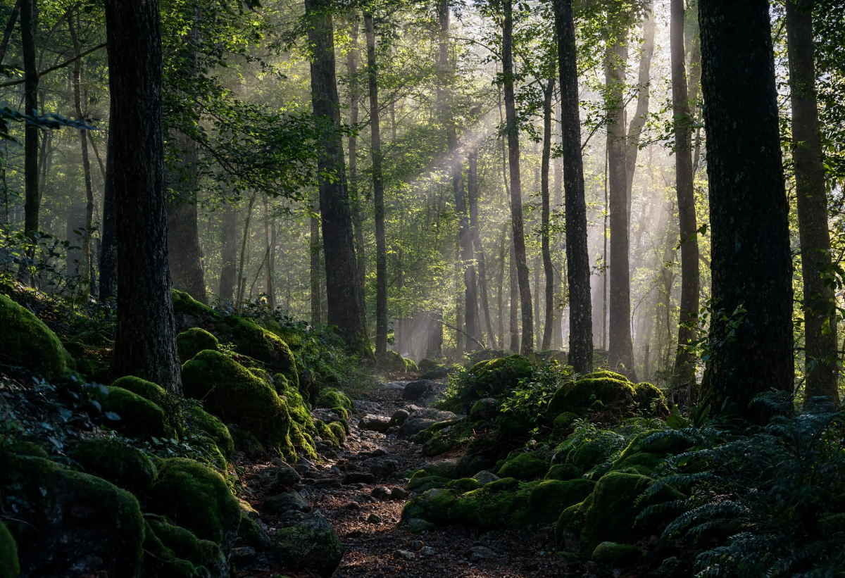Forest Photography Adventure