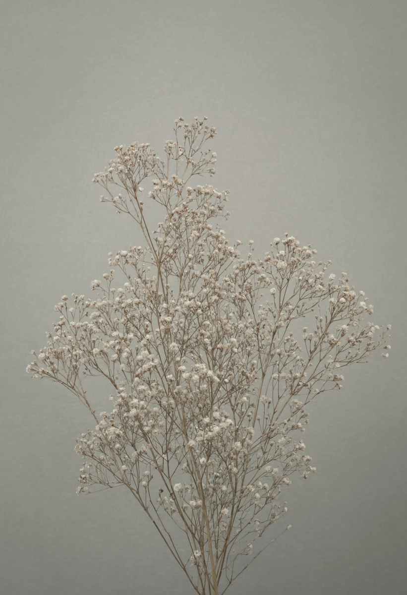 Dried Gypsophila On Gray