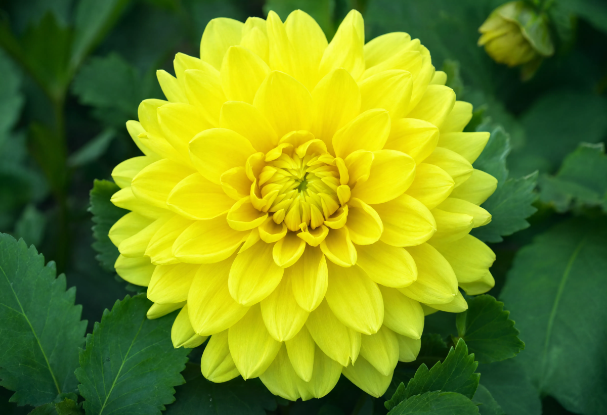 Yellow Dahlia Close Up