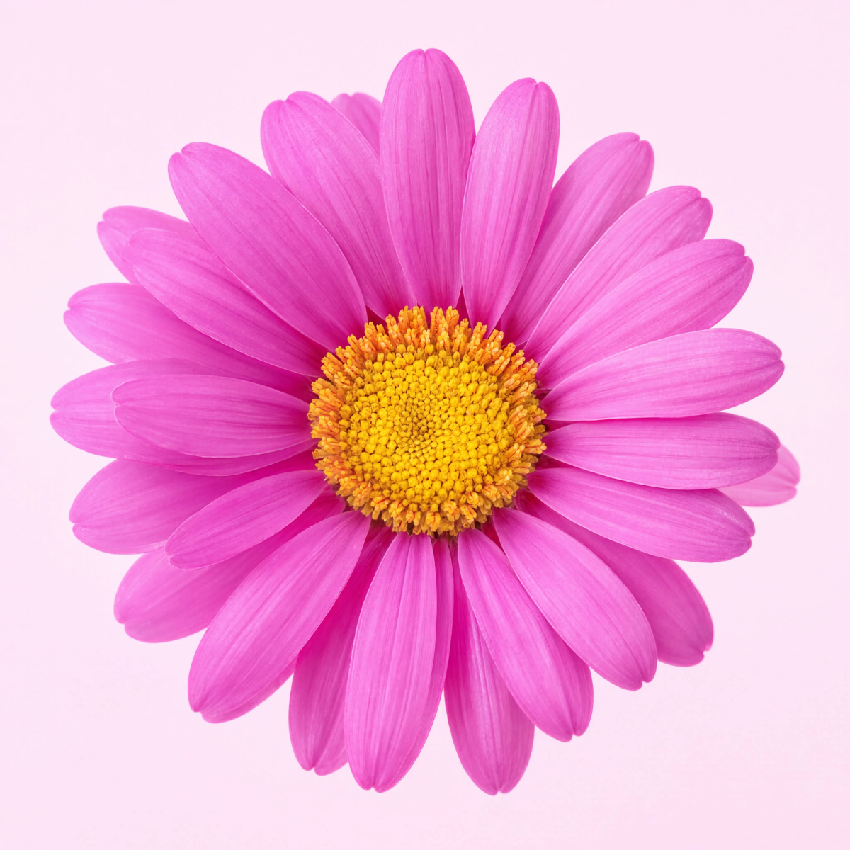 Pink Daisy On Pink