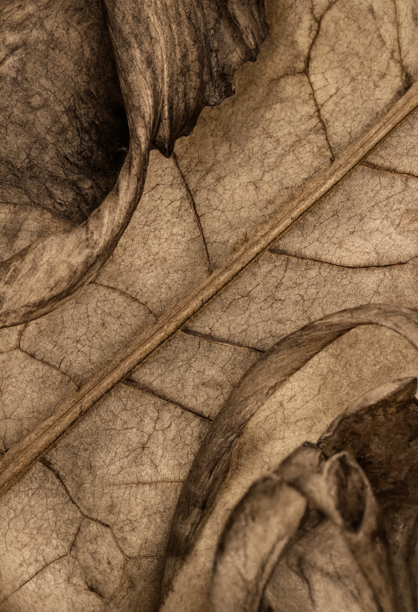 Dried Lily Leaf Texture