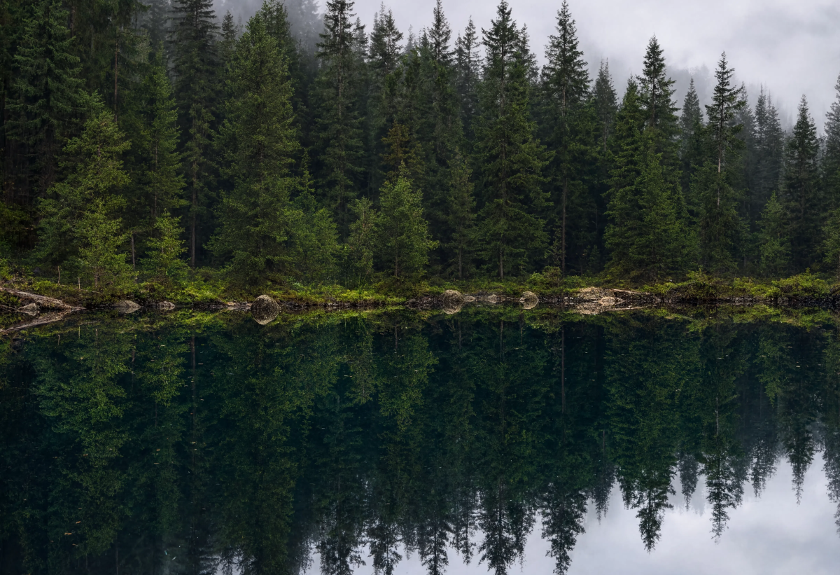 Forest Reflection Nature