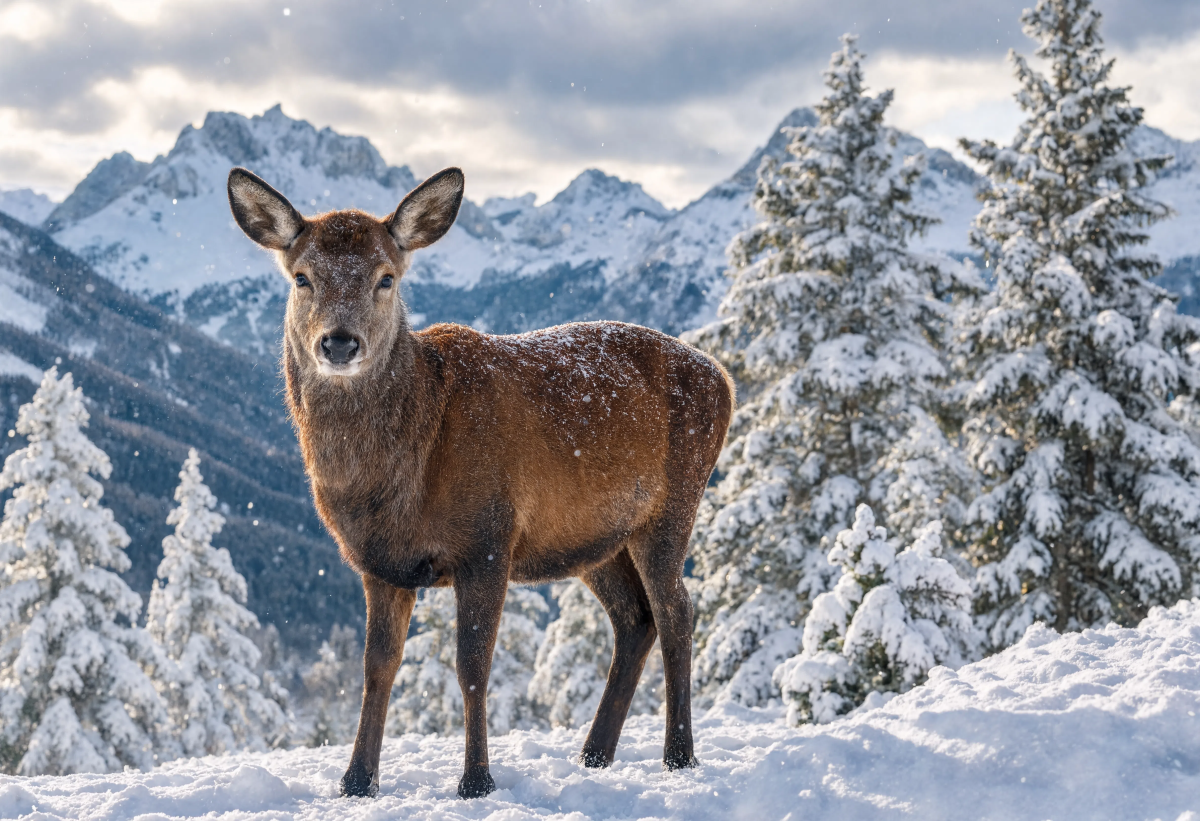 Beautiful Wildlife Moment