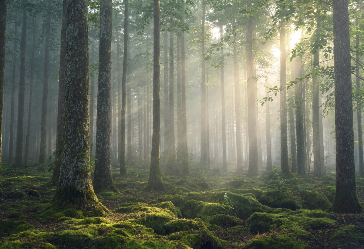 Silent Forest Whispers