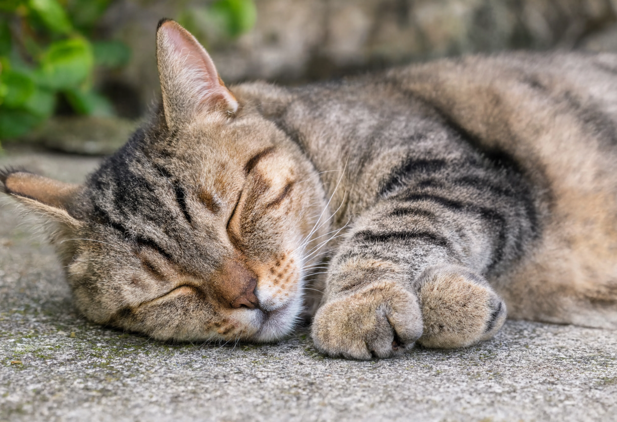Sleeping Tabby Cat On Stone