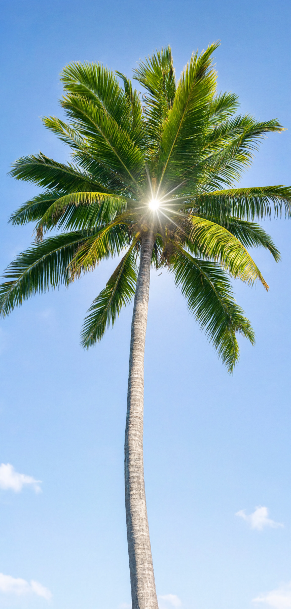 Tall Palm Tree Sun Rays