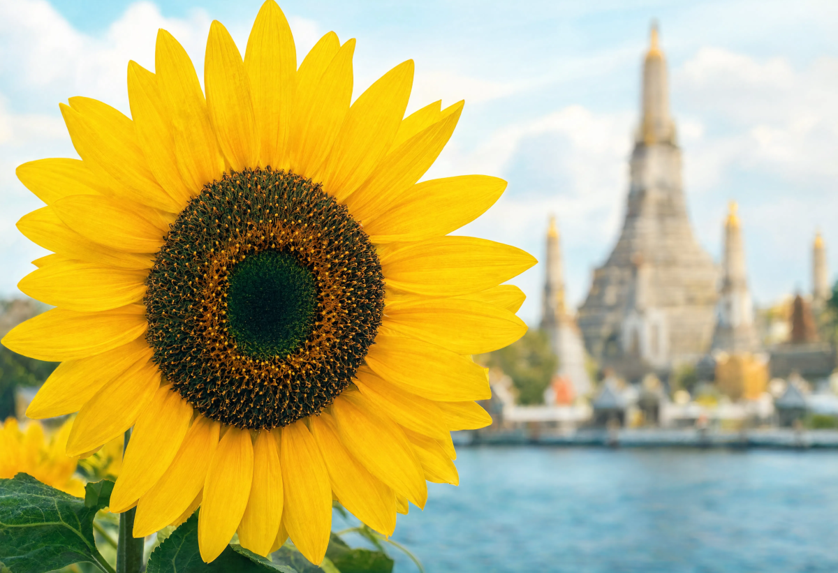 Sunflower close up Thailand
