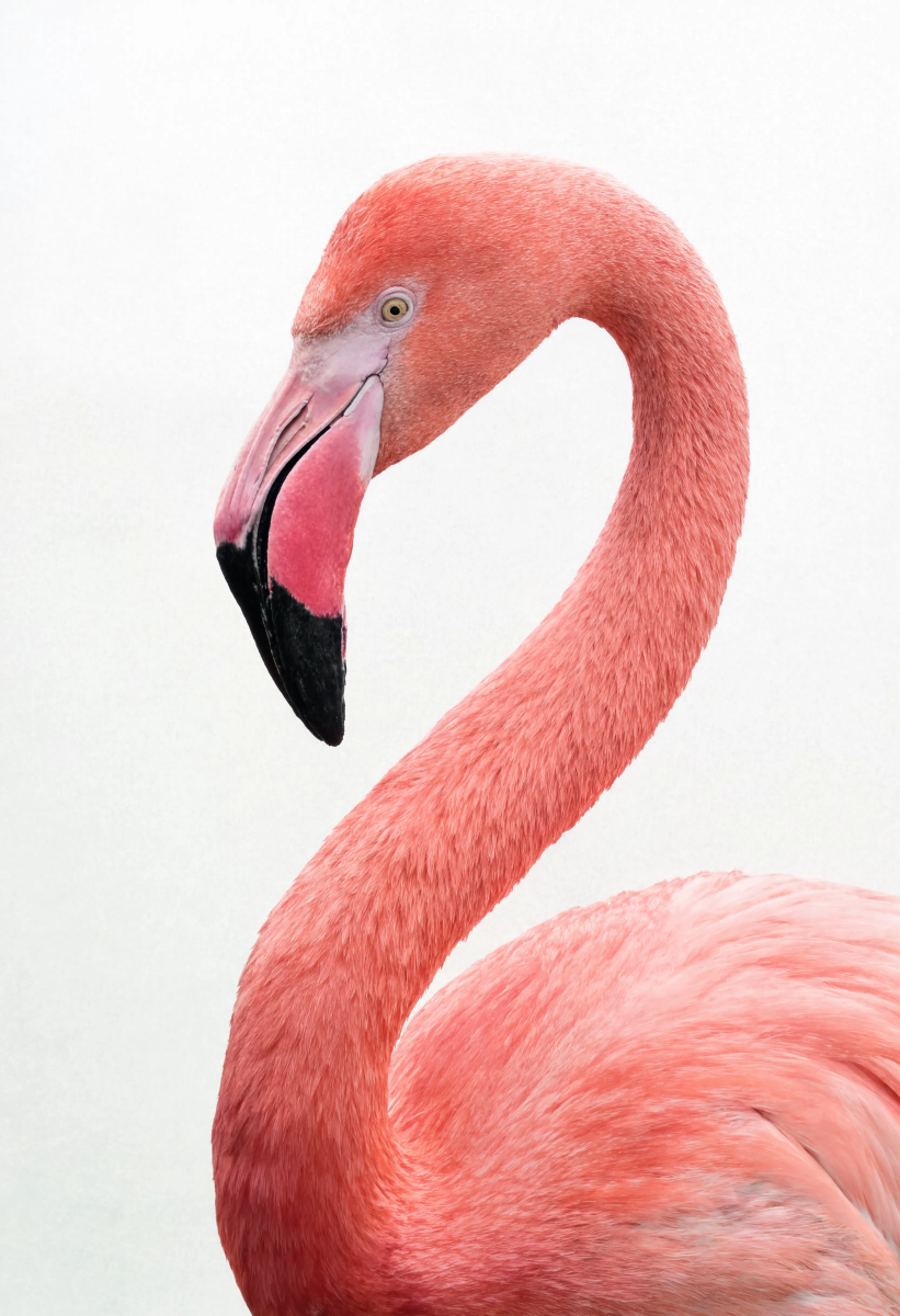 Pink flamingo portrait wallpaper