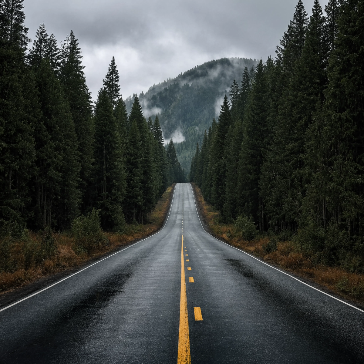 Forest Road Wallpaper  Square