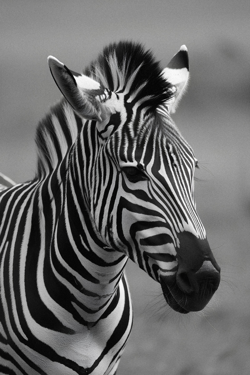 A striking black and white close-up portrait of a Zebra