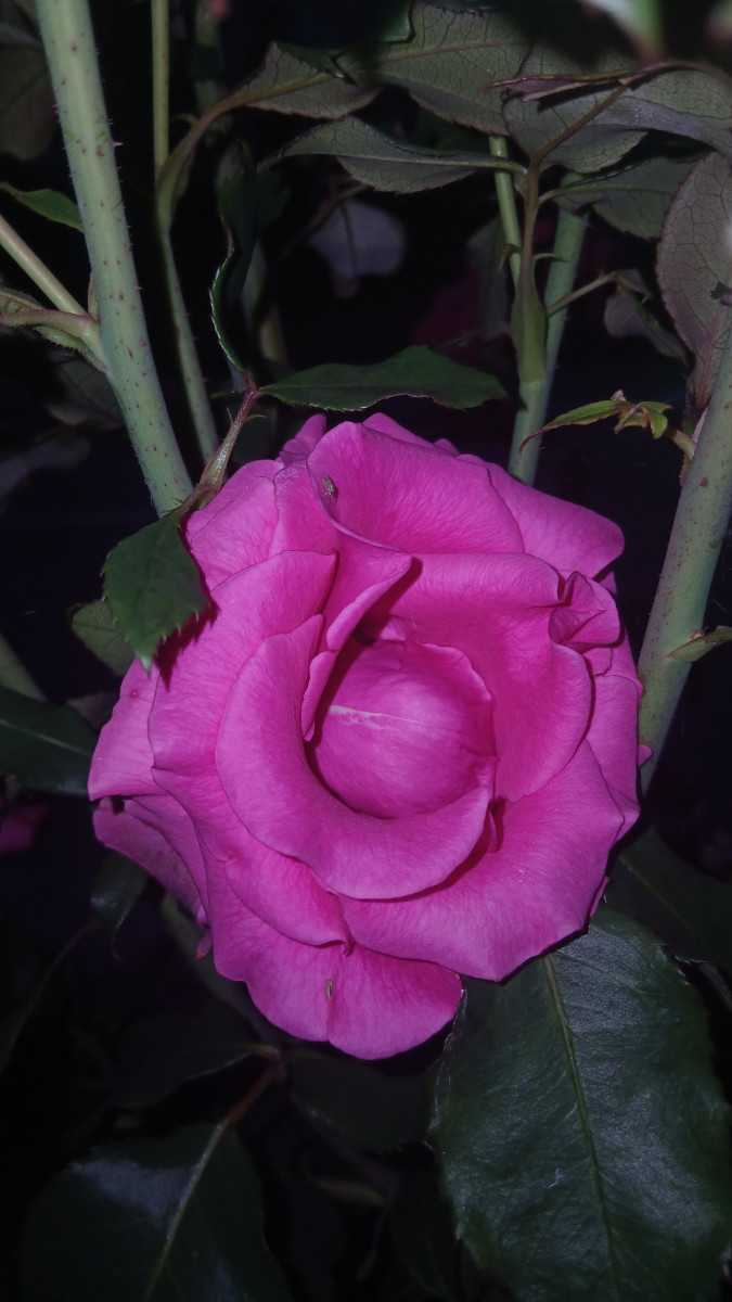Purple rose