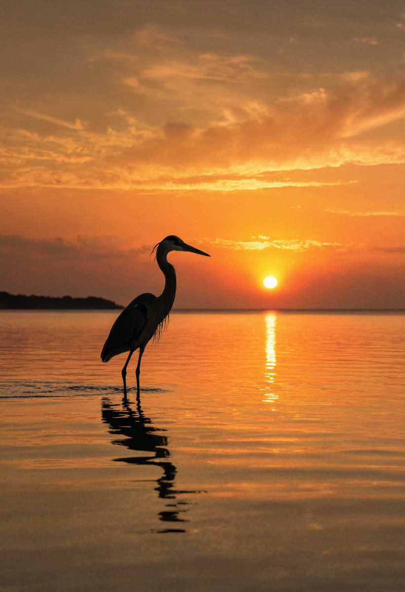 Heron at golden hour