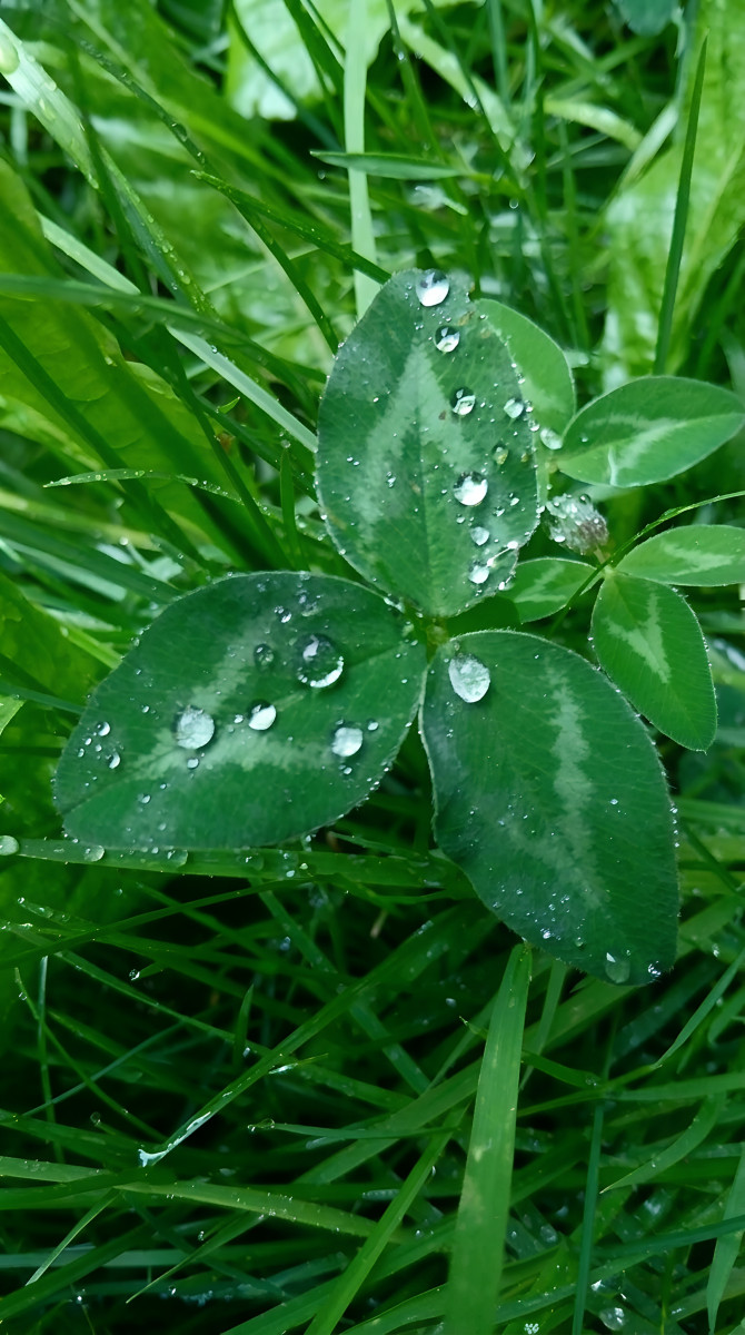 Morning drops on green leaves