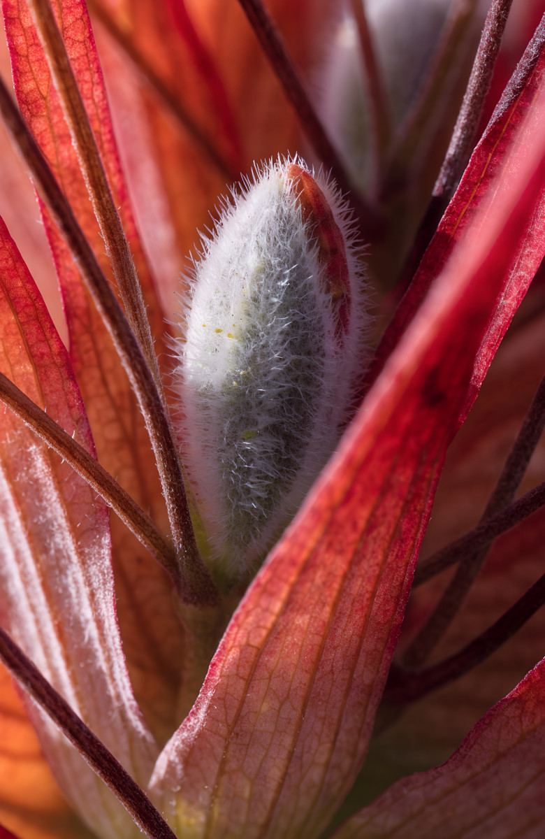 Macro wallpaper