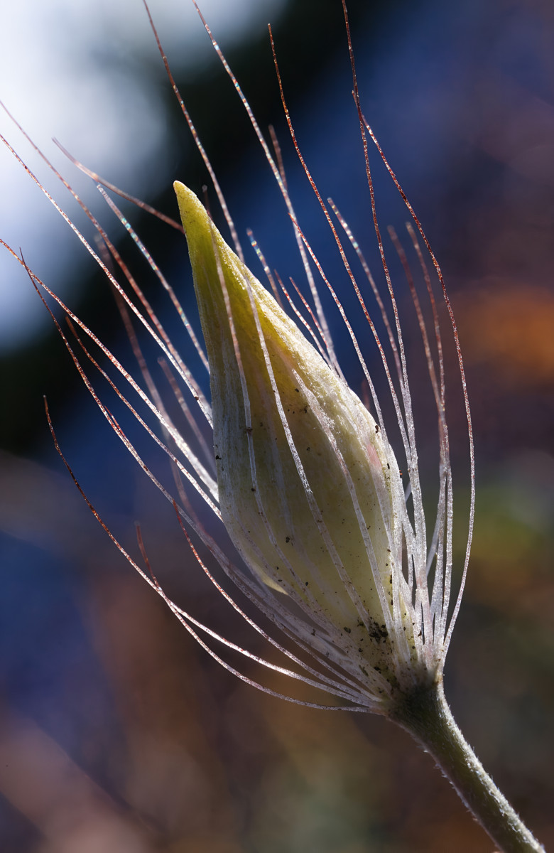 Macro wallpaper