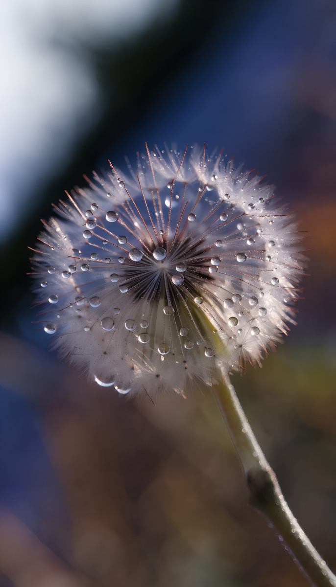 Macro dandelion covered with morning drops dew