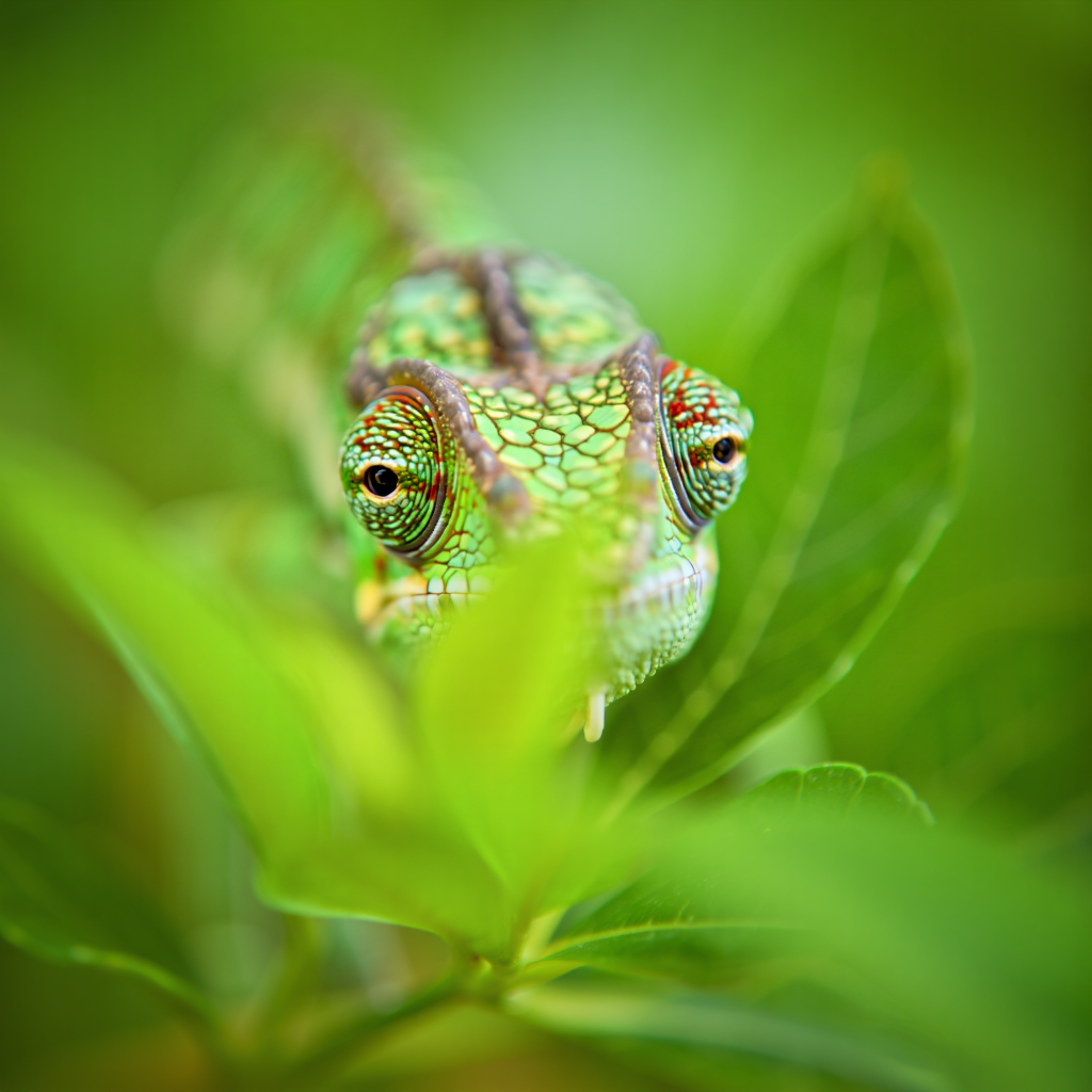 Chameleon
