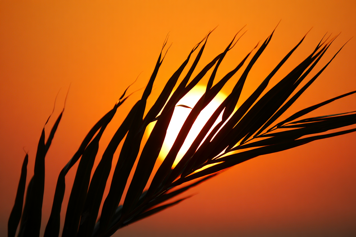 A close-up photography of a single palm frond silhouetted against a brilliant orange sunset
