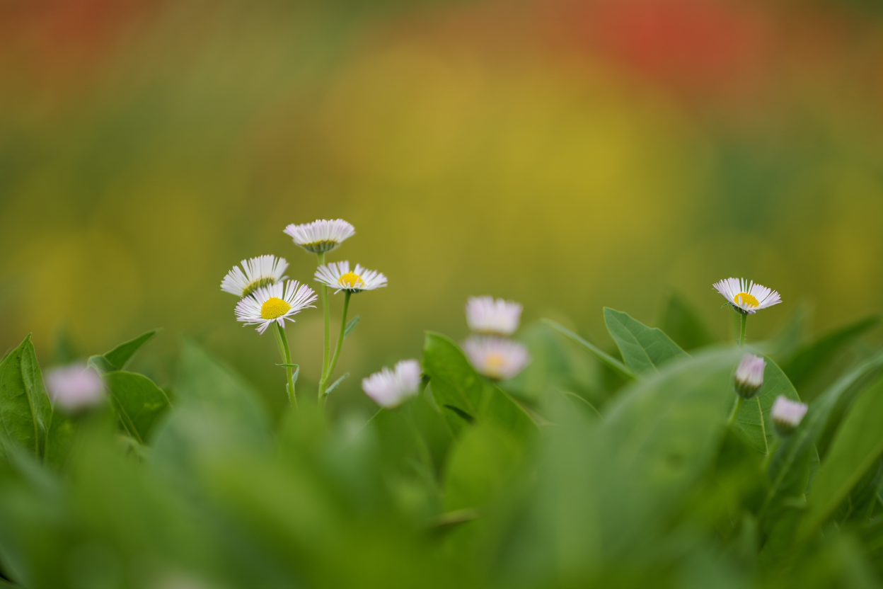 A close-up nature photograph of wild white daisies