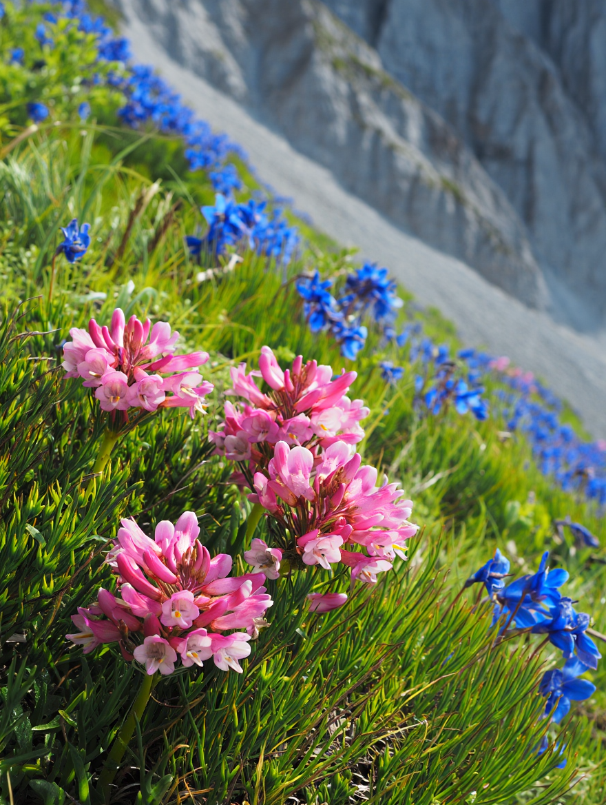 Vibrant pink and blue wildflowers