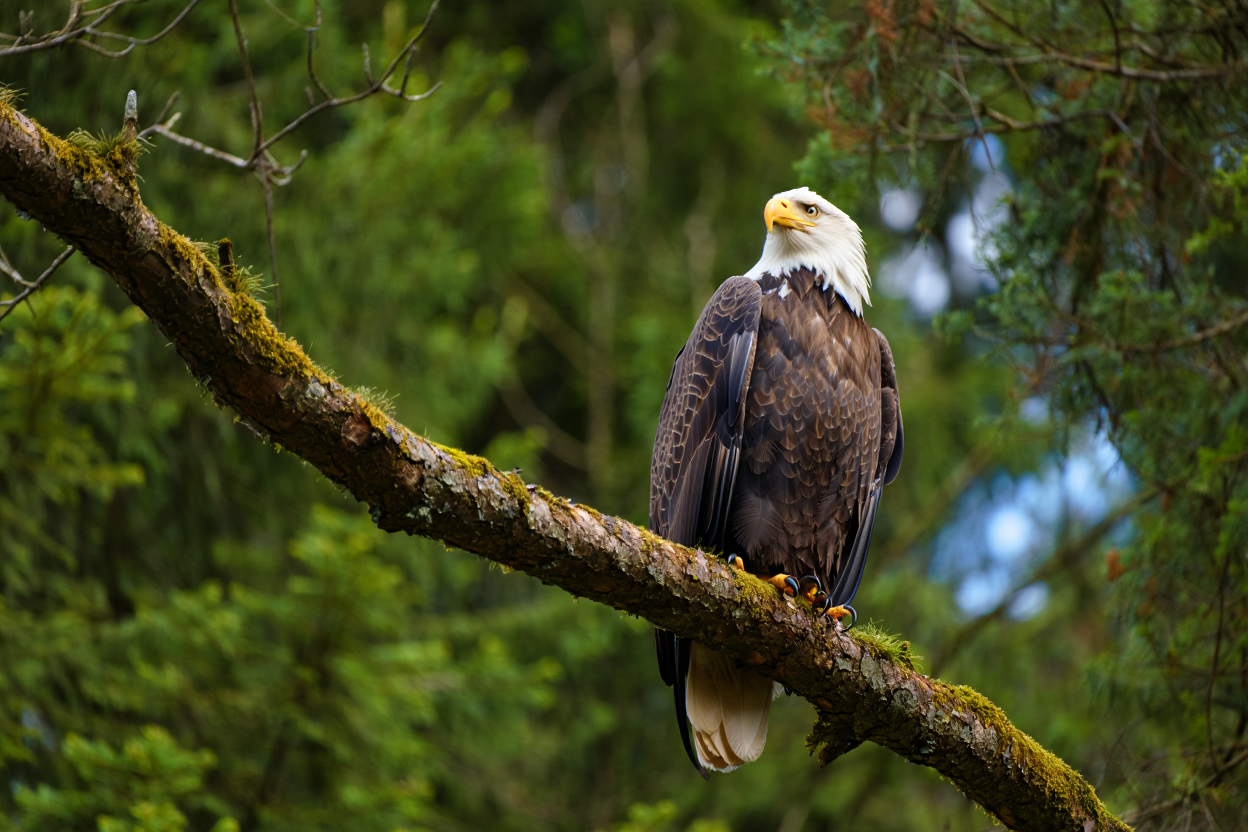 A majestic bald eagle