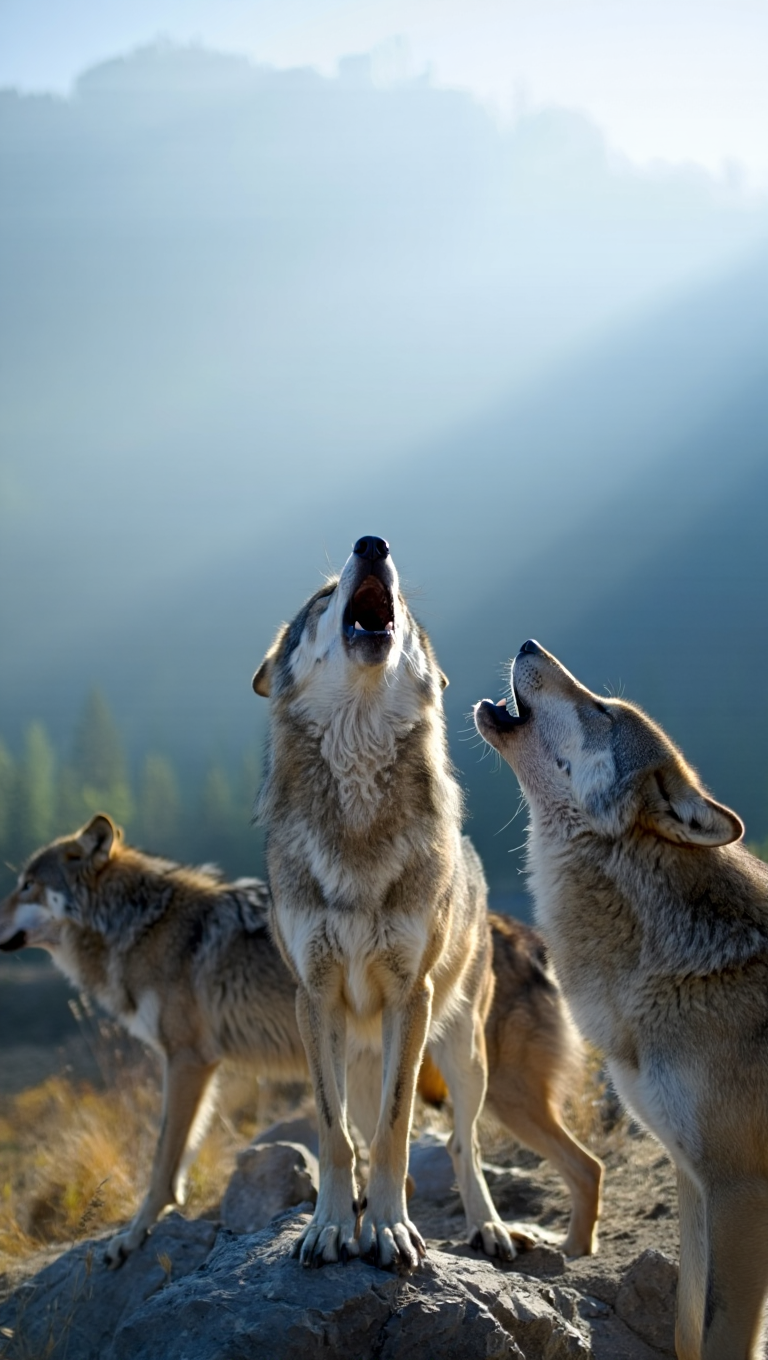 Three gray wolves (Canis lupus) stand on a rocky outcrop, howling in unison at dawn