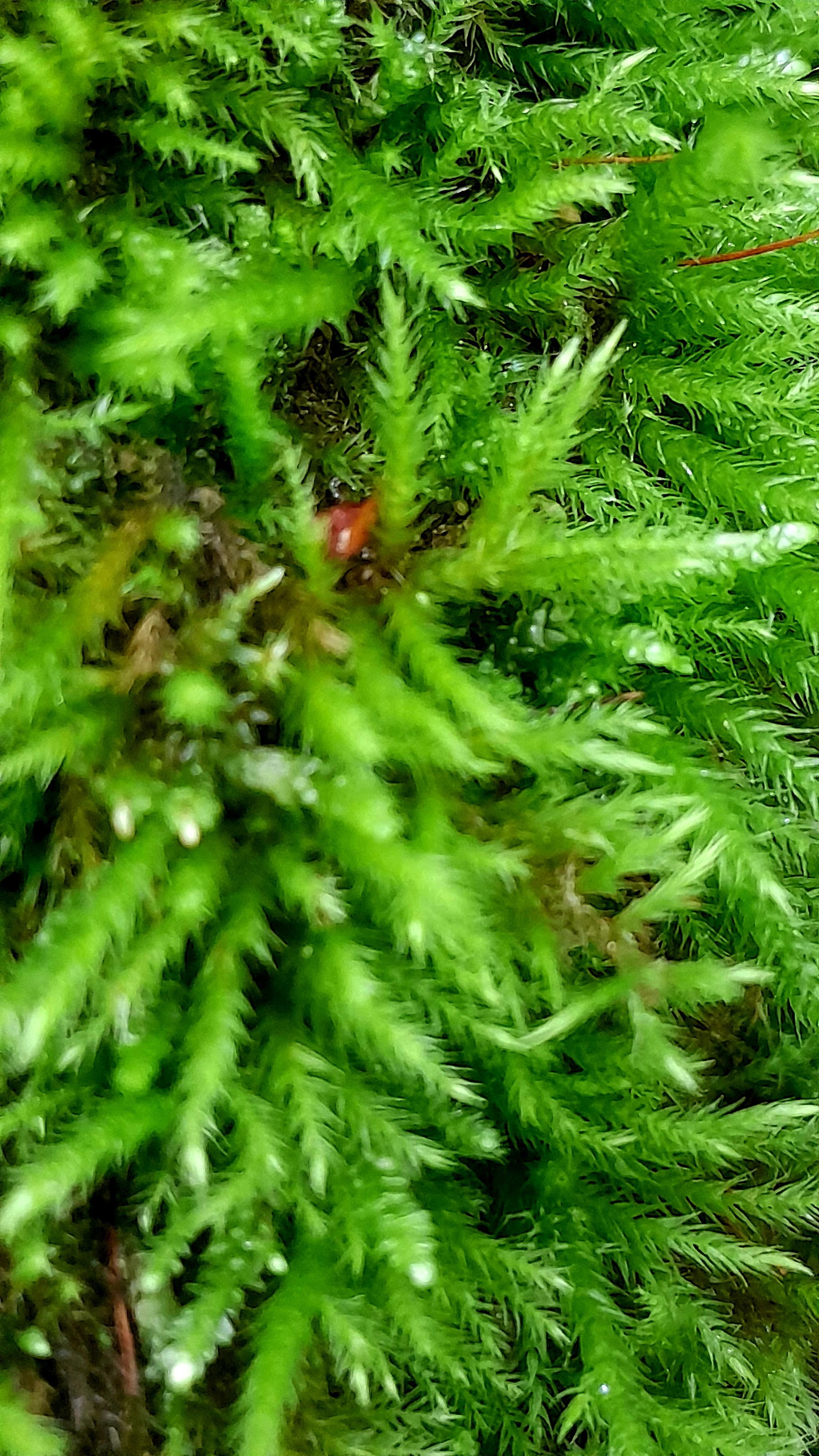 Green moss