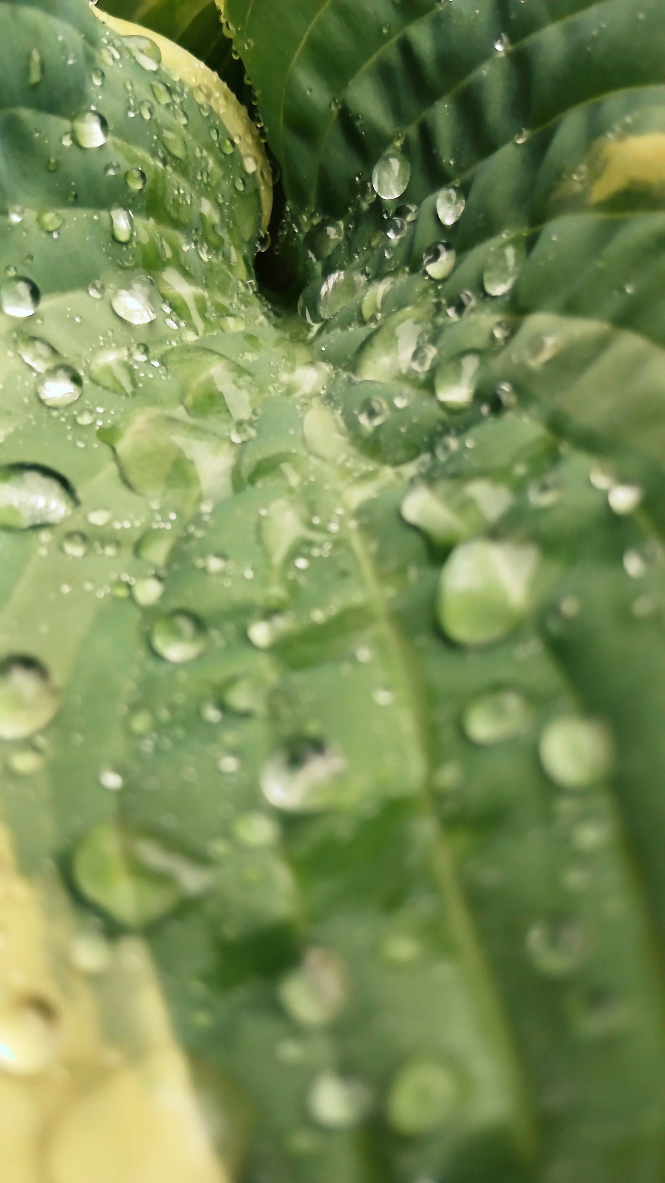 The morning rain is embellished by drops on a green leaf