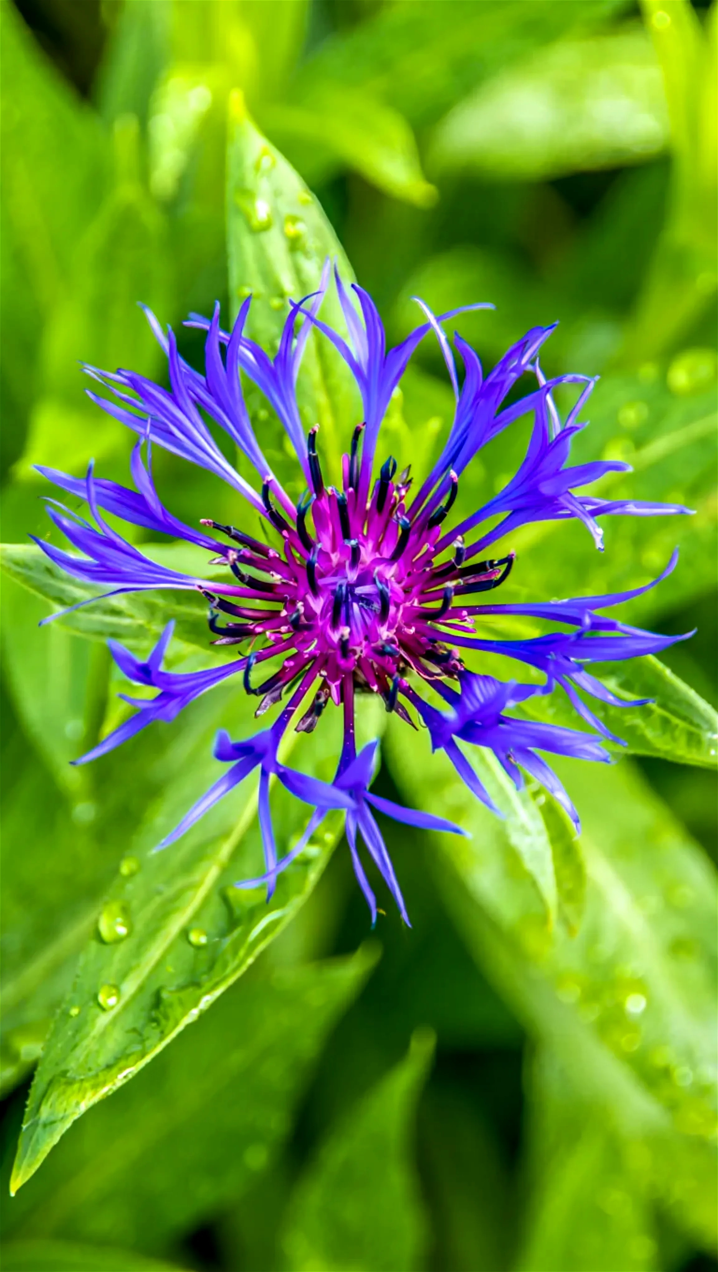 Purple macro flower mountain cornflower