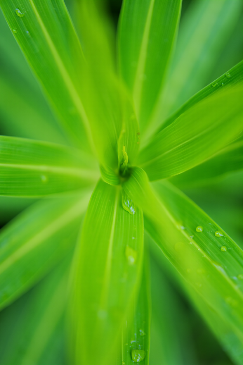 Close-up view of green plant leaves