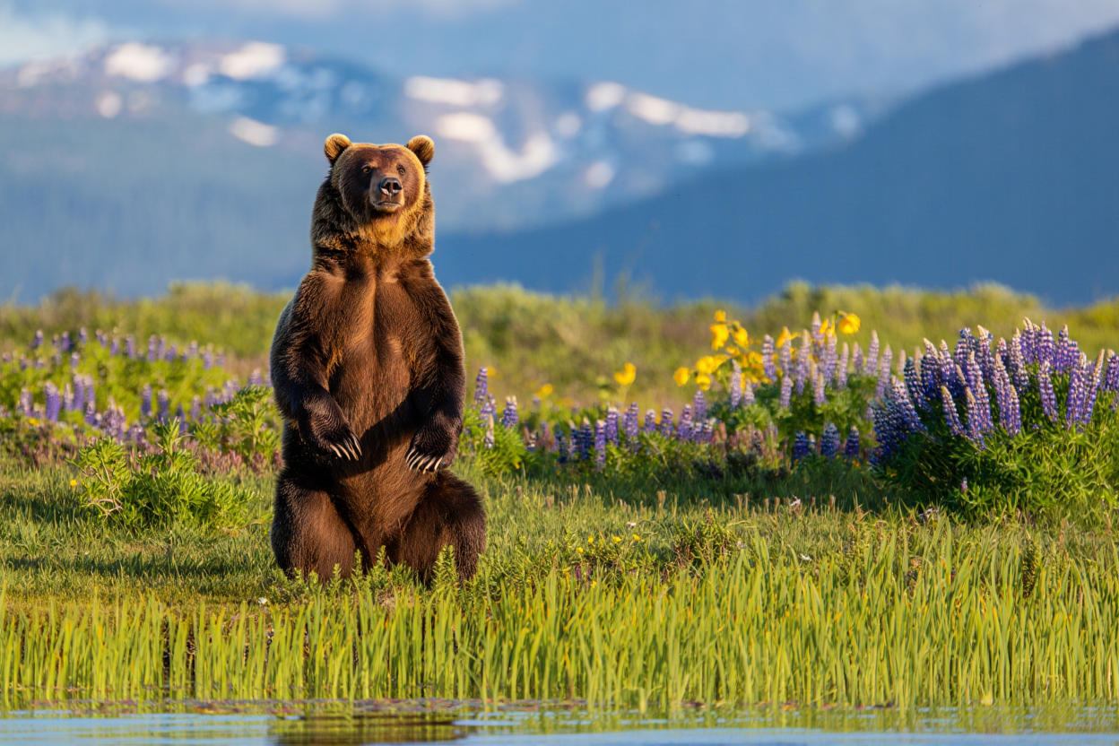 A majestic brown grizzly bear stands upright on its hind legs in a wildflower-filled alpine meadow