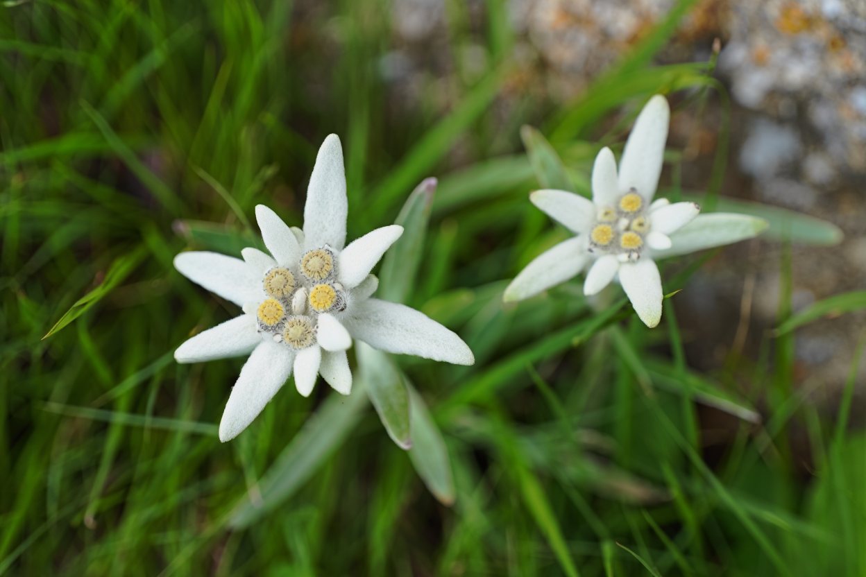 White edelweiss flowers
