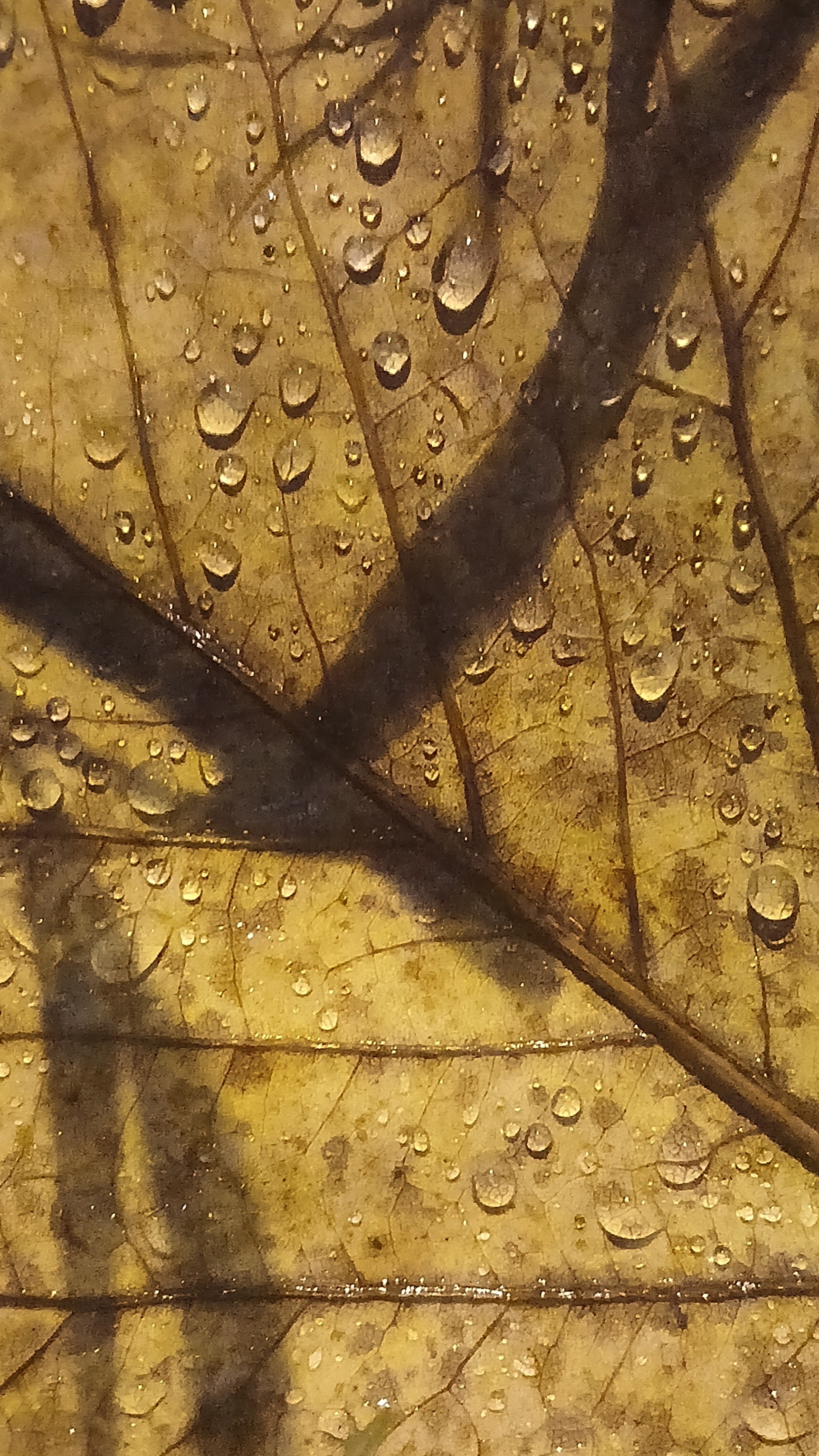 Brown atumn leaf covered with morning drops