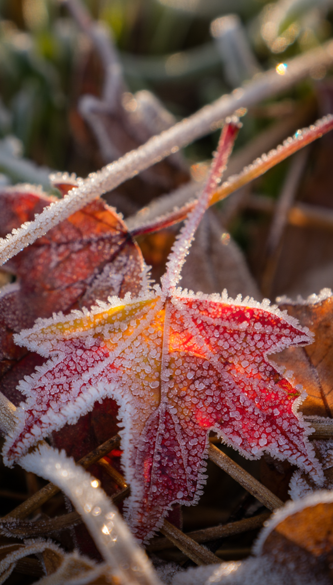 A macro wallpaper of frozen autumn leaves